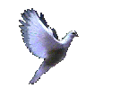 This dove is for all on the Other Side who reach out to us here on our side...